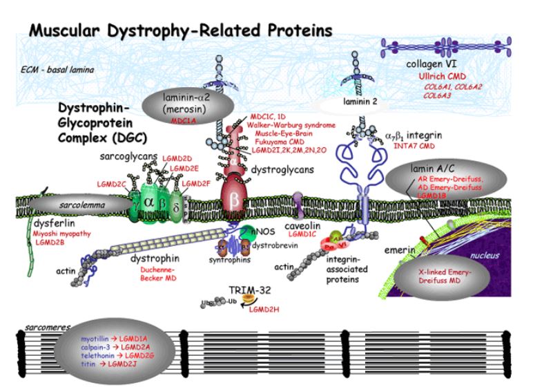 Proteins Diagram